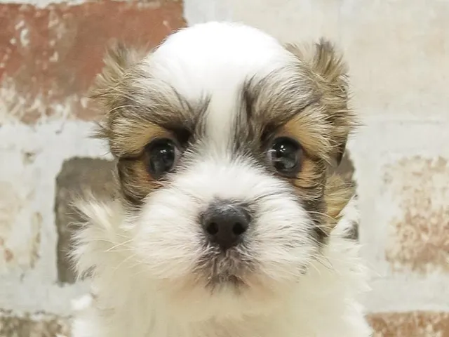 静岡県のハーフ犬・ミックス犬 (ペッツワン沼津店/2024年12月19日生まれ/男の子/ホワイトゴールド)の子犬